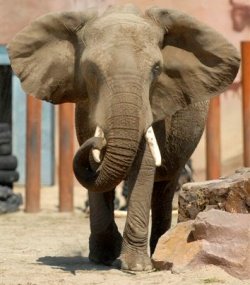 Adoptie olifant Tooth 